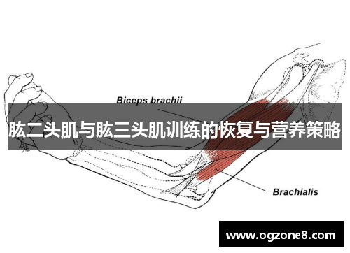 肱二头肌与肱三头肌训练的恢复与营养策略